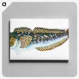 1-78_The-Natural-History-of-British-Fishes_canvas