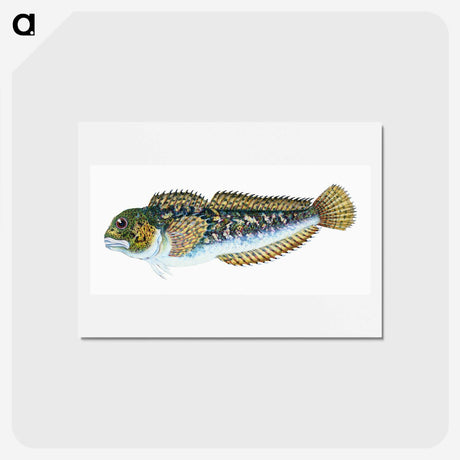 1-78_The-Natural-History-of-British-Fishes_hagaki