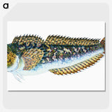 1-78_The-Natural-History-of-British-Fishes_picture-crop