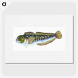 1-78_The-Natural-History-of-British-Fishes_picture