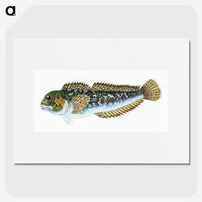 1-78_The-Natural-History-of-British-Fishes_picture