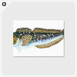 1-78_The-Natural-History-of-British-Fishes_postcard
