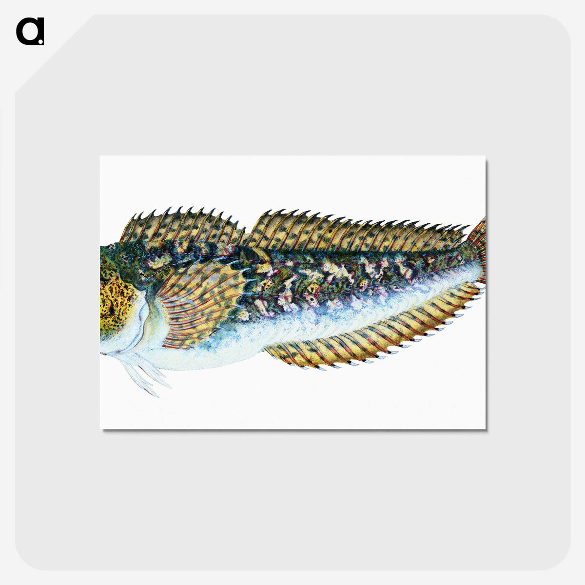 1-78_The-Natural-History-of-British-Fishes_postcard