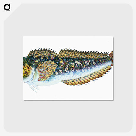 1-78_The-Natural-History-of-British-Fishes_postcard