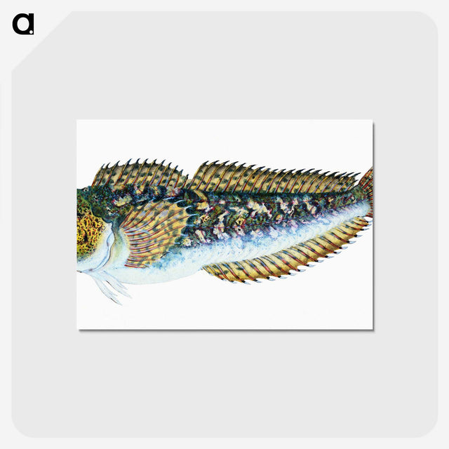 1-78_The-Natural-History-of-British-Fishes_postcard