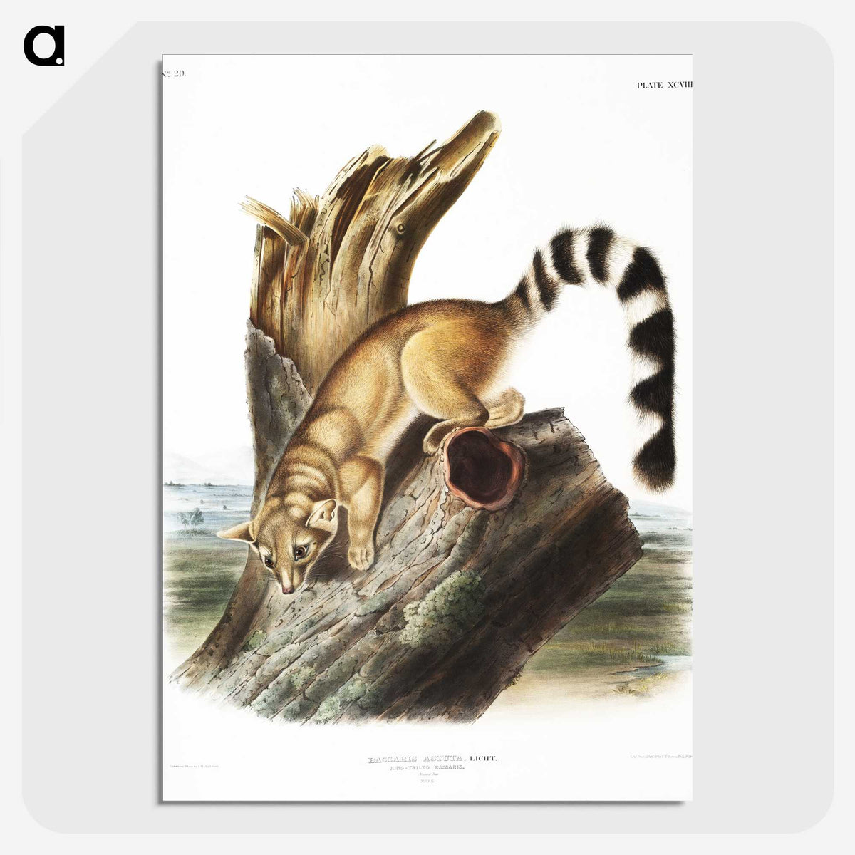 1-78_The-Viviparous-Quadrupeds_picture-crop