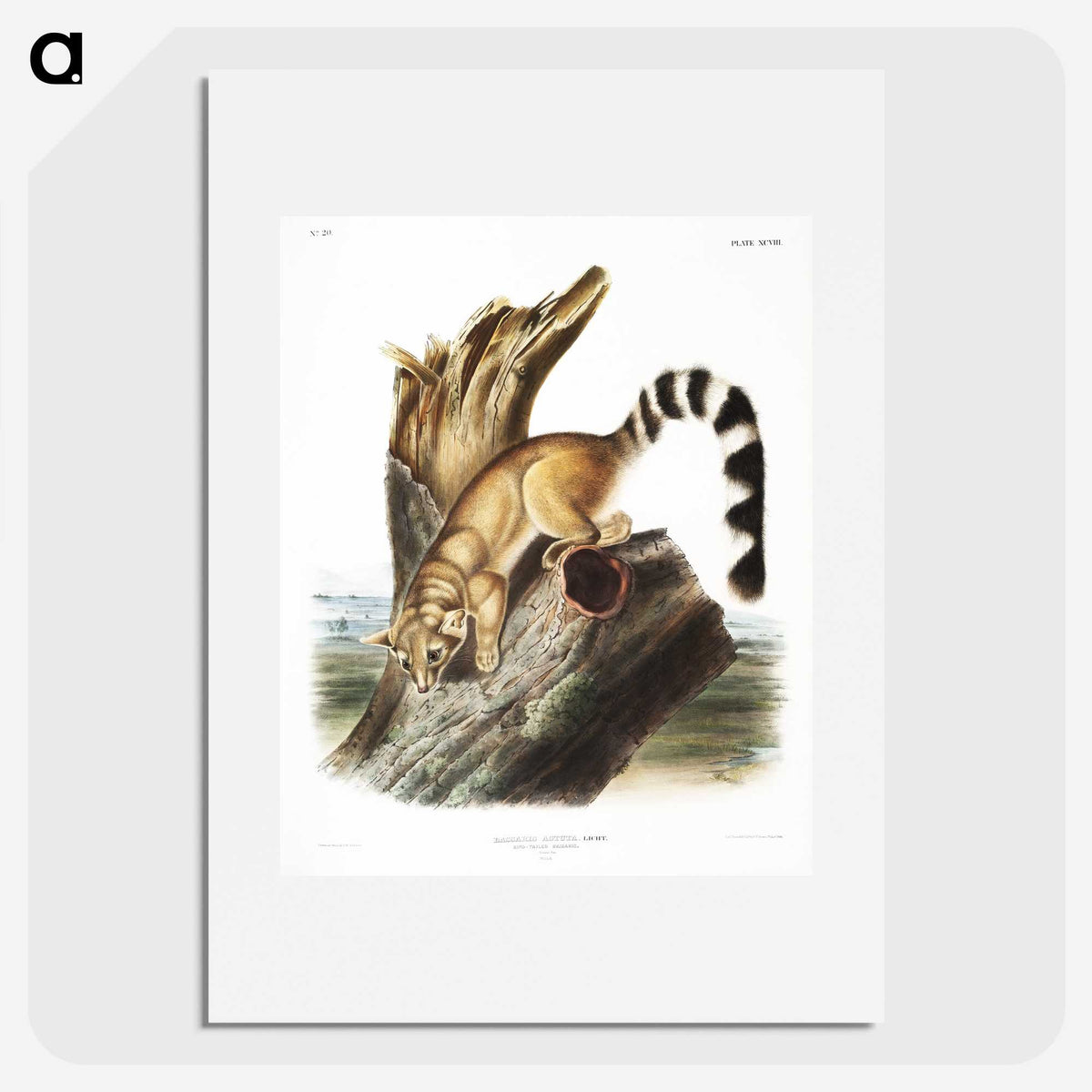 1-78_The-Viviparous-Quadrupeds_picture