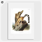 1-78_The-Viviparous-Quadrupeds_picture