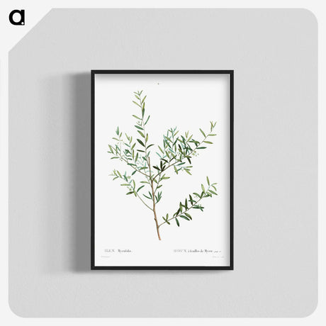 1-78_Treatise-on-Trees-and-Shrubs_blk-crop