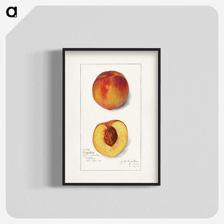 1-78_USDA-Watercolor-Fruit-Painting-Collection_blk-crop