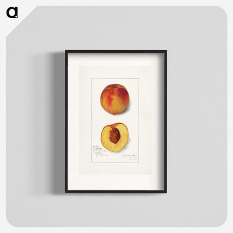 1-78_USDA-Watercolor-Fruit-Painting-Collection_blk