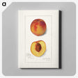 1-78_USDA-Watercolor-Fruit-Painting-Collection_canvas