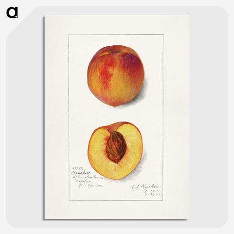 1-78_USDA-Watercolor-Fruit-Painting-Collection_picture-crop
