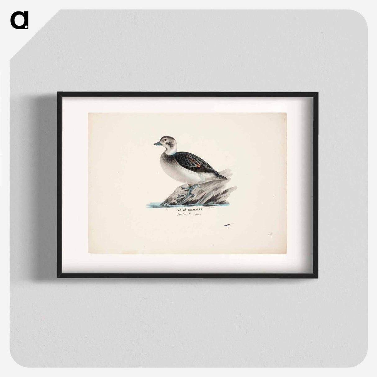 Long-tailed duck, female - Wilhelm von Wright Poster.