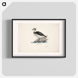 Long-tailed duck, female - Wilhelm von Wright Poster.
