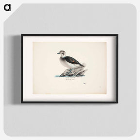 アートポスター-Long-tailed duck, female - ヴィルヘルム フォン ライト Poster.