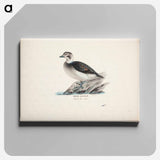 Long-tailed duck, female - ヴィルヘルム フォン ライト Canvas.