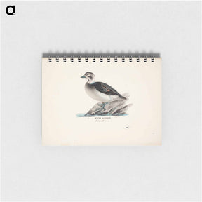 アートメモ帳-Long-tailed duck, female - ヴィルヘルム フォン ライト Memo.