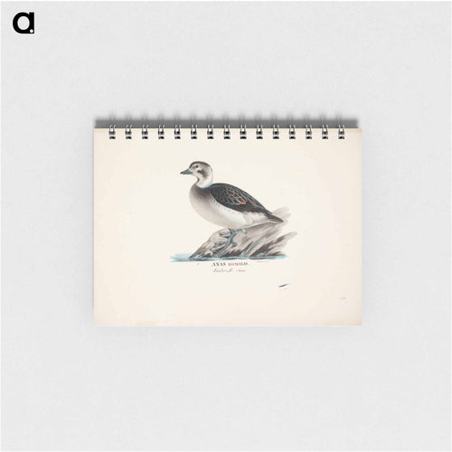 Long-tailed duck, female - ヴィルヘルム フォン ライト Memo.