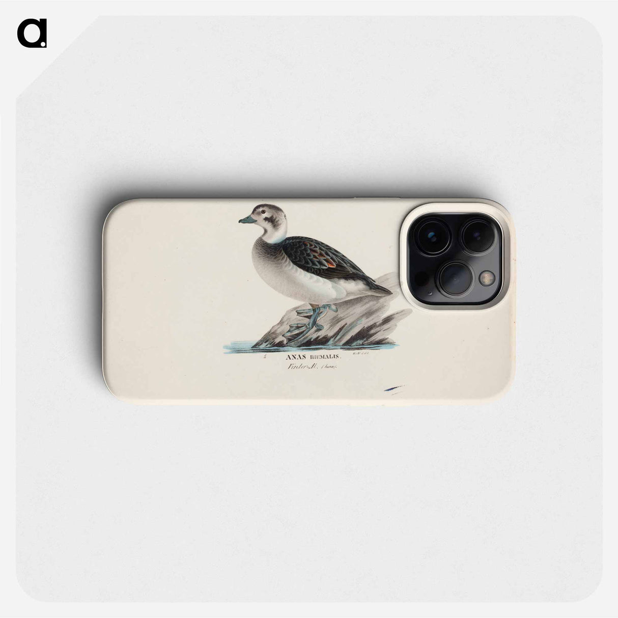 Long-tailed duck, female - Wilhelm von Wright Phone Case.