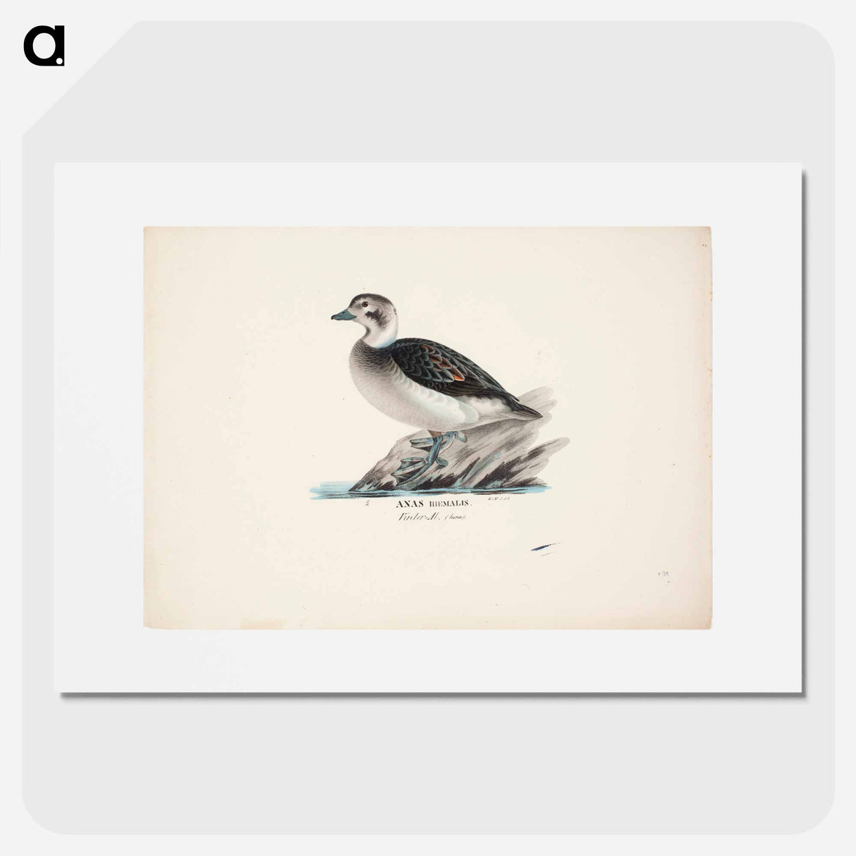 Long-tailed duck, female - Wilhelm von Wright Poster.