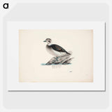 Long-tailed duck, female - Wilhelm von Wright Poster.