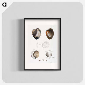 アートポスター-Different types of seashells illustration from Zoology of New York by James Ellsworth De Kay - ニューヨークの動物学 Poster.