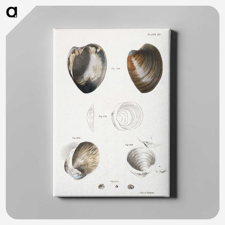 1-78_Zoology-of-New-York_canvas