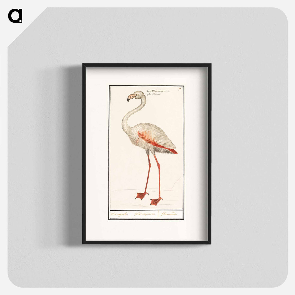 Common flamingo - アンセルムス ボエティウス デ ブート Poster.