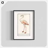 Common flamingo - アンセルムス ボエティウス デ ブート Poster.