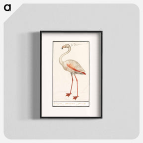 アートポスター-Common flamingo - アンセルムス ボエティウス デ ブート Poster.