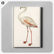 1-79_Anselmus-Boetius-de-Boodt_canvas
