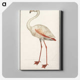 1-79_Anselmus-Boetius-de-Boodt_canvas