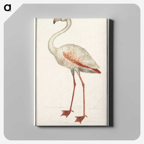1-79_Anselmus-Boetius-de-Boodt_canvas