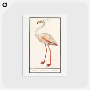 アートポストカード-Common flamingo - アンセルムス ボエティウス デ ブート Postcard.