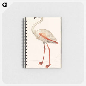アートメモ帳-Common flamingo - アンセルムス ボエティウス デ ブート Memo.