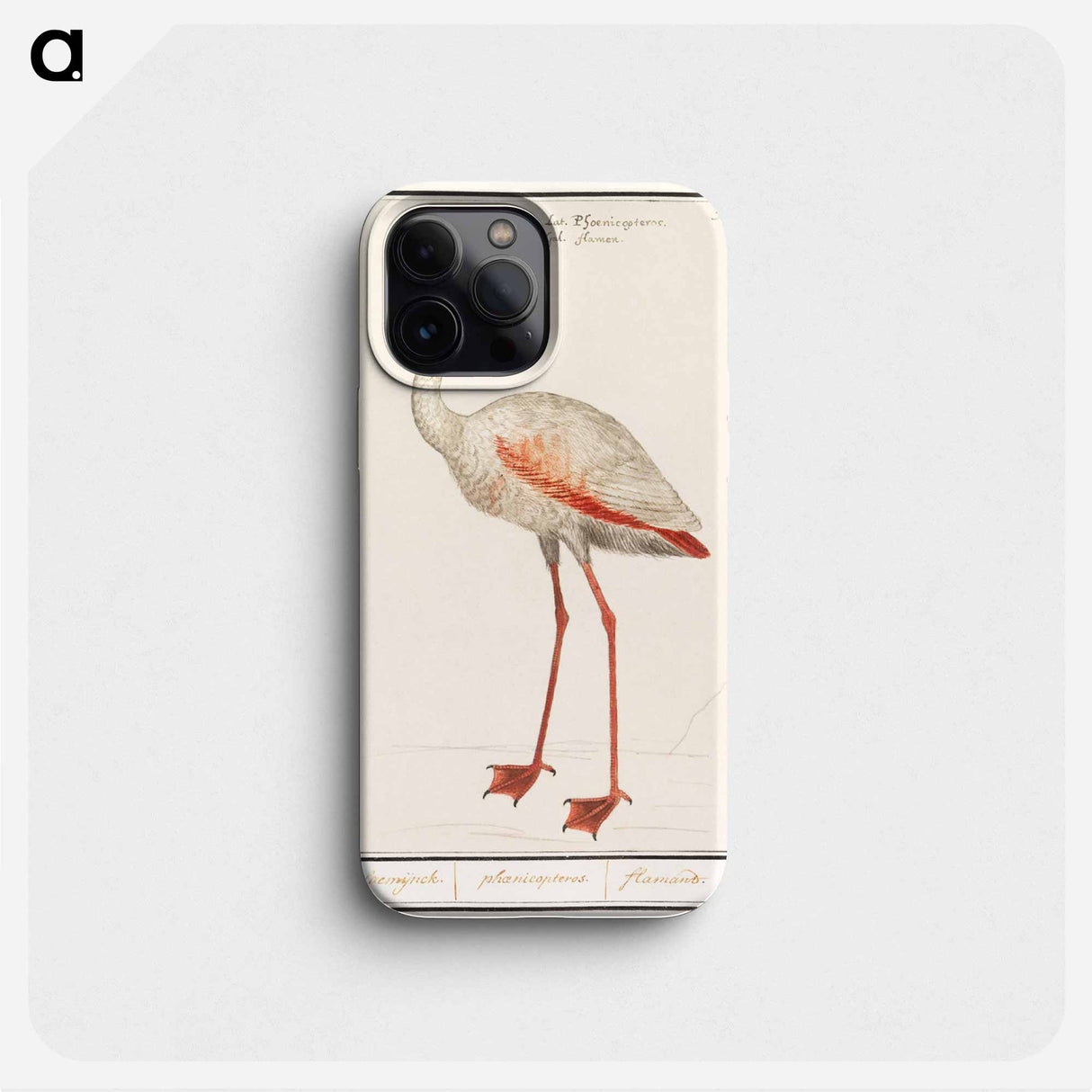 Common flamingo - アンセルムス ボエティウス デ ブート Phone Case.