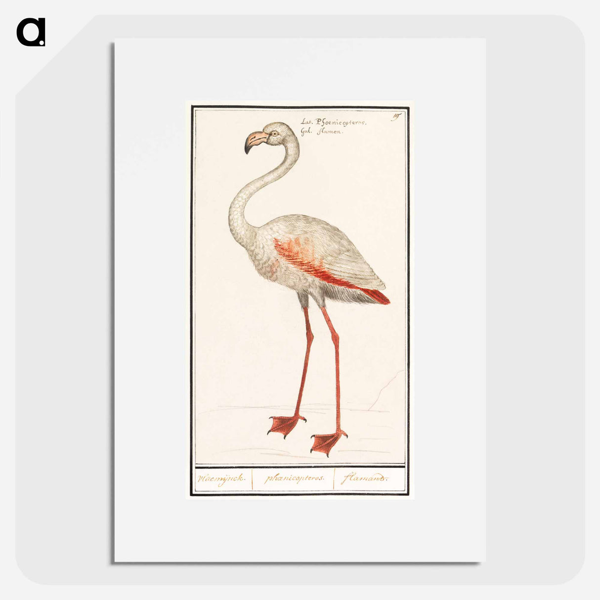 Common flamingo - アンセルムス ボエティウス デ ブート Poster.