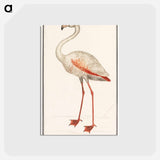 アートポストカード-Common flamingo - アンセルムス ボエティウス デ ブート Postcard.