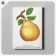 1-79_Botanical-Specimen-Plates_canvas