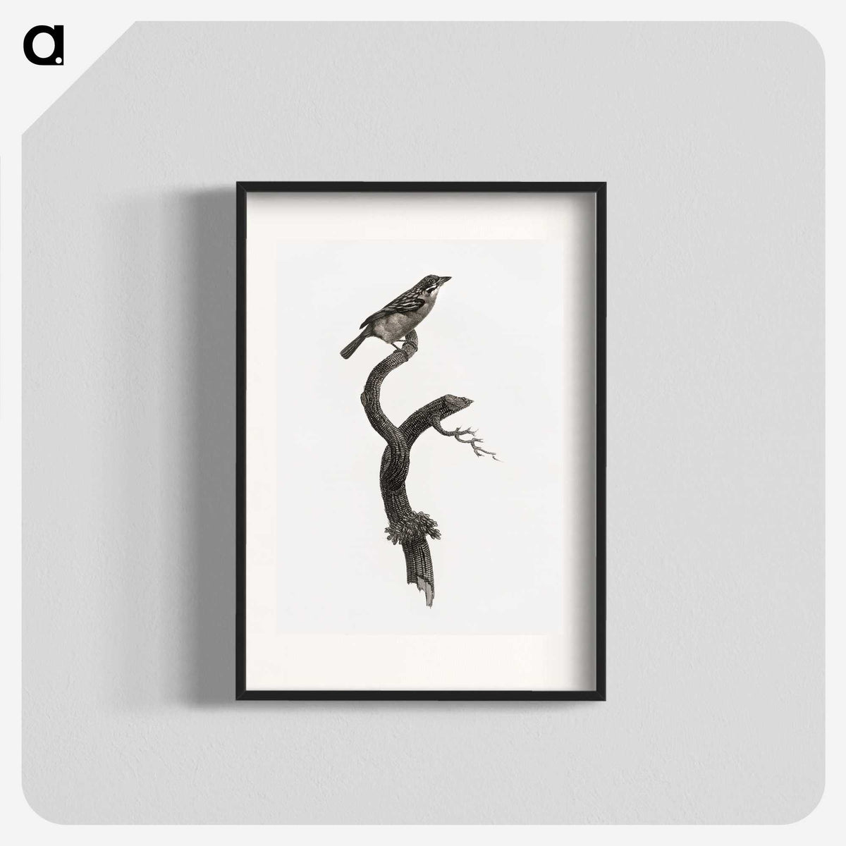 1-79_Des-Oiseaux-de-Paradis_blk
