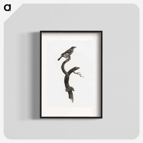 1-79_Des-Oiseaux-de-Paradis_blk