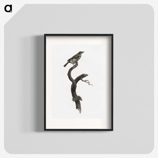 1-79_Des-Oiseaux-de-Paradis_blk
