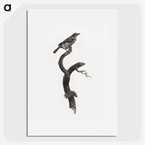 1-79_Des-Oiseaux-de-Paradis_picture