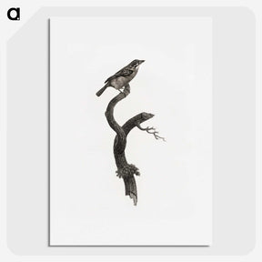 1-79_Des-Oiseaux-de-Paradis_picture