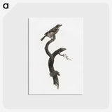 1-79_Des-Oiseaux-de-Paradis_postcard