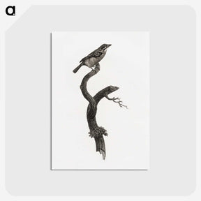 1-79_Des-Oiseaux-de-Paradis_postcard