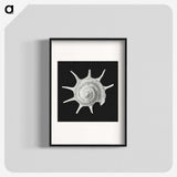 1-79_Ernst-Haeckel_blk