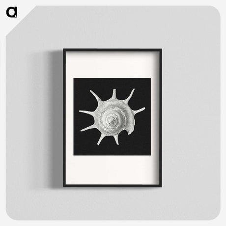 1-79_Ernst-Haeckel_blk