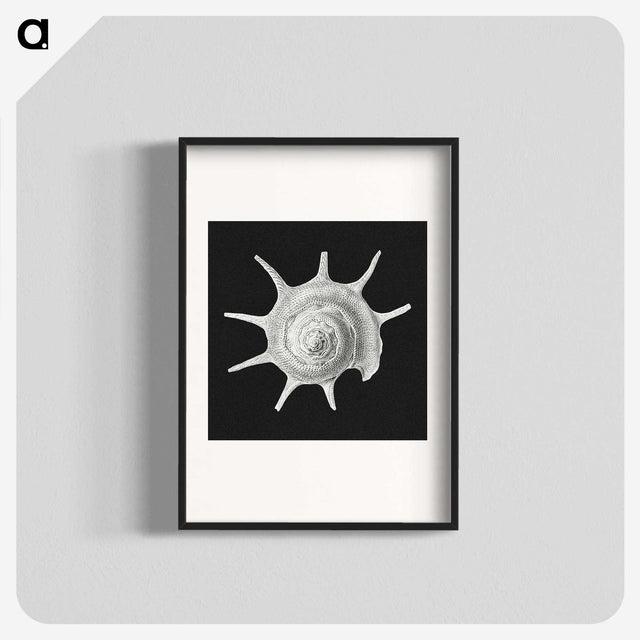 1-79_Ernst-Haeckel_blk